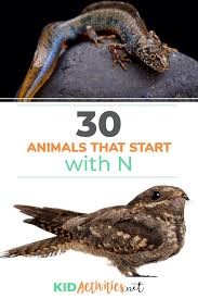 Birds That Start With The Letter N 30 Animals That Start With The Letter N Pictures Kid Activities In 2020 Activities For Kids Animals Animals For Kids