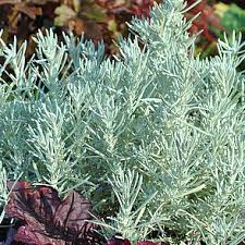 Image result for Helichrysum kirkii