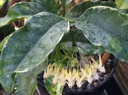 Image result for hoya multiflora