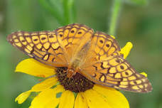 Summer Wildflowers and Pollinators at Kellys Run Nature Preserve