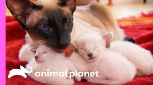 They re typically referred to as traditional or traditional apple head. Protective First Time Mom Looks After Her Curious Siamese Kittens Too Cute Youtube
