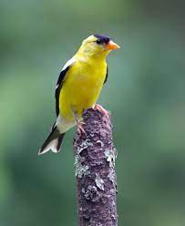Birds Of Nj Figure Out What S In Your Backyard Nj Family Common Birds What Is A Bird Wild Birds