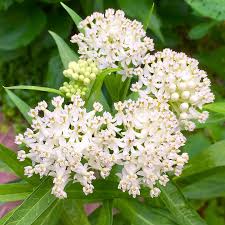Image result for Asclepias