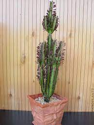 You will receive a very similar plant to the one in the picture. Cactus Cathedral Euphorbia Red Trigona Cactus Euphorbia Trigona Red Cathedral