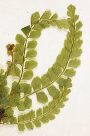 Image result for Asplenium diplazisorum