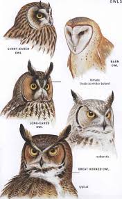 They have long, strong legs with powerful talons. Families Tytonidae Barn Owls And Strigidae Typical Owls American Birds