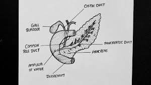 Open and save your projects and export to image or pdf. Diagram Of Pancreas How To Draw Pancreas Diagram Pancreas Diagram Biology Youtube