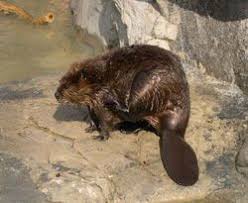 Beavers Muskrats And Otters Clemson University South Carolina Beaver North American Animals Beaver Tails