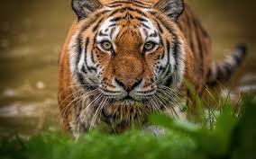 What are predators of tigers? Download Wallpapers Tiger Predator Wildlife Tiger Eyes Green Grass Dangerous Animals Tigers For Desktop Free Pictures For Desktop Free