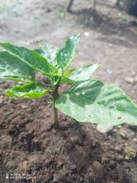 Hello po. Almost 2mos n apo ito nakatanim. Pero parang Hnd po sya lumalaki  napaka liit parin po ng puno. Pero may buko na sya anu po ba yan pabulaklak  na may