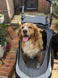 Two Crazy Cockers: Boris