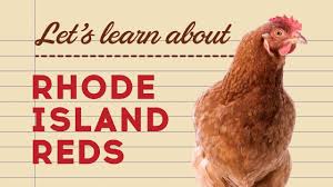 Although rir's tend to be broody, the breed has many excellent characteristics which make it a good choice for backyard chicken. Rhode Island Reds Popular Egg Laying Breeds Youtube