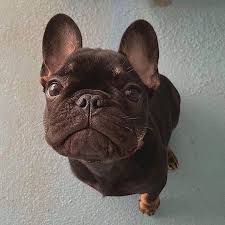 In britain the most expensive i've seen is the british bulldog at £2,500. Begging Always Works When You Look This Cute French Bulldog Puppies French Bulldog Expensive Dogs