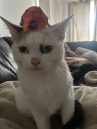 Lost female cat named Pebbles in Kilmore