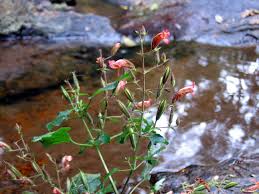 Image result for Strophanthus bequaertii