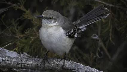 Northern Mockingbird | Oklahoma Department of Wildlife Conservation
