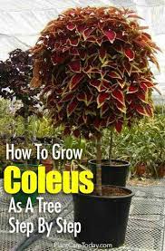 Check spelling or type a new query. How To Grow Coleus As A Tree Step By Step