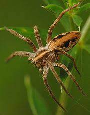 Der biss des dornfingers ist schmerzhaft, aber nicht tödlich, sagte sie. Spinne Des Jahres Wikipedia