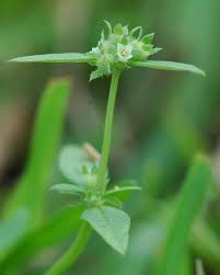 Image result for Landolphia incerta