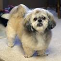 Peekapoo (Pekingese-Poodle Mix) Information, Temperament ...