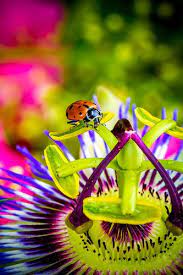 Too Much Of Heaven Passion Flower Passion Fruit Flower Flowers