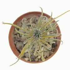 Image result for Kleinia sp.no.1