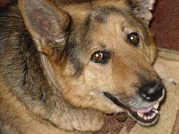 blah blah german shepherd puppies golden retriever german shepherd