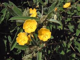 Image result for Melhania forbesii