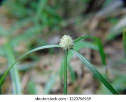 Image result for Kyllinga squamulata
