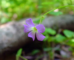 Image result for Oxalis obliquifolia