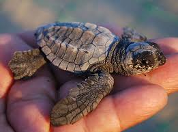 Sea Turtle Beaches In North Fl Proposal Will Protect Loggerhead Sea Turtle Habitat In Coastal Waters Loggerhead Sea Turtle Turtle Habitat Baby Turtles
