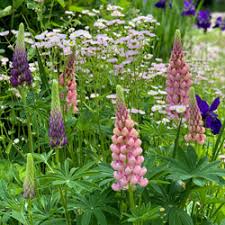 Check spelling or type a new query. 10 Shade Tolerant Cut Flowers Poor Boy S Garden Center Signature Landscapes