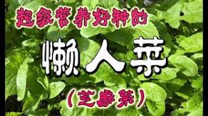 Jump to navigation jump to search. èŠéº»èœç§æ¤ è¥å…»å¥½ç§çš„æ‡'äººèœ ç«ç®­èœ How To Grow Rockets Youtube