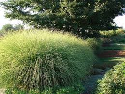 Chinaschilf Sorten Ein Uberblick Uber Die Welt Der Miscanthus Arten