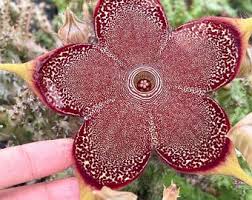 Image result for Orbea dummeri