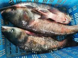 Gambar ikan tawes terbesar harga mahal dari jenis hias dan konsumsi hasil budidaya dengan makanan mudah di dapat. Lampam Sungai Pasar Ikan Air Tawar Tg Tualang Perak Facebook