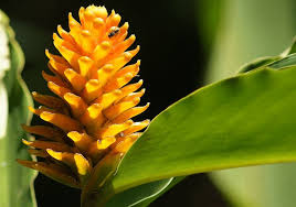 Image result for Renealmia