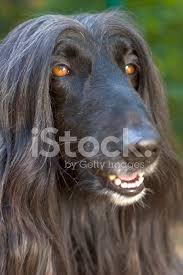 Acconciatura, scultura, stili di capelli lunghi, animali. Levriero Afgano Fotografie Stock Freeimages