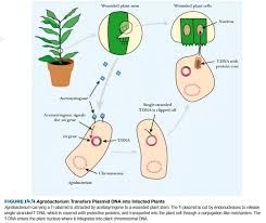We did not find results for: Getting Genes Into Plants Using The Ti Plasmid