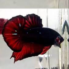 Permintaan pasar yang tinggi juga akan membuat. Viral Ikan Cupang Black Vampire Avatar Bibit Unggul Terpopuler Lazada Indonesia