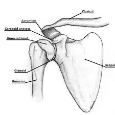 This is the smallest rotator cuff muscle. Illustration Of The Bony Anatomy Of The Shoulder Joint Complex Download Scientific Diagram