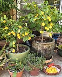 Grow A Lemon Tree From Seed In Your Own Home Lemon Tree From Seed Potted Trees Meyer Lemon Tree