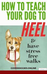 How To Teach A Dog Not To Bark At Tv And Pics Of Puppy Training Tips Dog Whisperer Tip 4590634 Dog Training Dog Training Advice Dog Training Tips