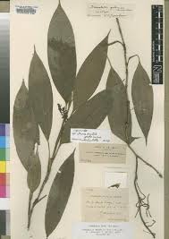 Image result for Eggelingia clavata