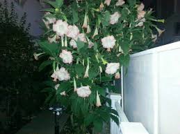 Blumen In Nachbars Garten Garten Blumen Nachbar