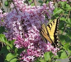 Image result for Syringa meyeri ´Palibin