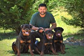 Rottweilers are intelligent and active dogs that require plenty of things to keep them active in body and mind. Rottweiler Trainer Services