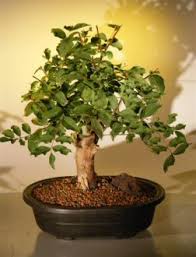 Crape myrtle bonsai tree, scientific name lagerstroemia indica, is very popular 25 most popular bonsai trees : Crape Myrtle Bonsai Tree Iagerstroemia Indica Chickasaw