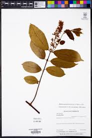 Image result for Motandra paniculata