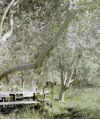 Linenandlavender Net Design Daily In The Olive Grove Olive Tree Mediterranean Garden Garden Inspiration